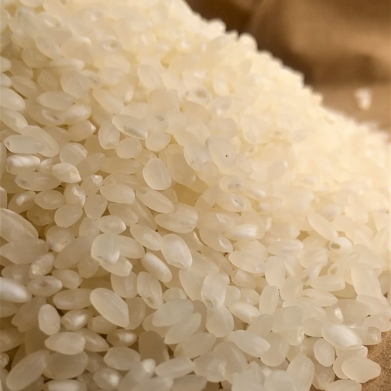 白米】令和５年 ｺｼﾋｶﾘ（特別栽培米） | 柴海農園 オンラインショップ