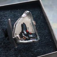 シャープなアゲハ#14