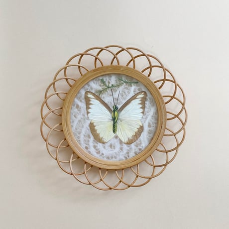 butterfly coaster