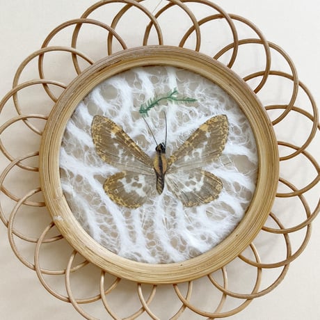 butterfly coaster