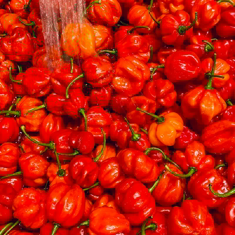 Mellow Habanero R / 辛さレベル×3 | Mellow Habanero O