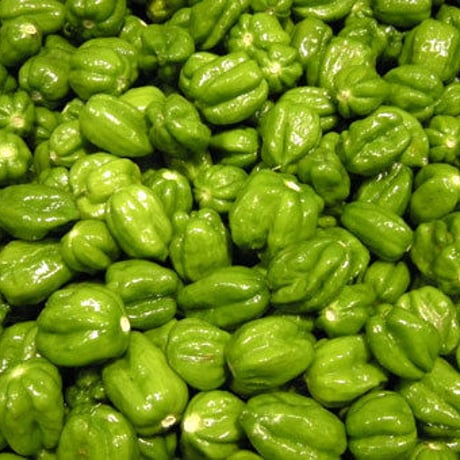 Mellow Habanero GREEN / 辛さレベル×3