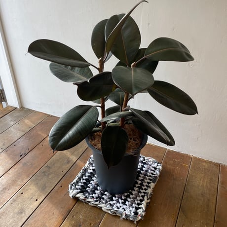 Freelymost & Actively Store by TSUNOKAWAFARM