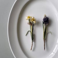 染め花Horry 水仙