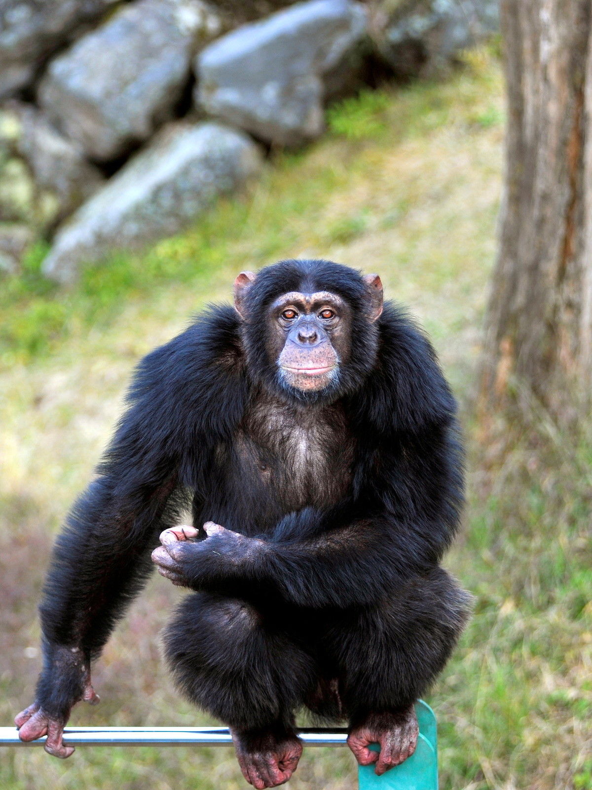 ツアーのみ）熊本復興応援企画 阿蘇カドリー・ドミニオンの