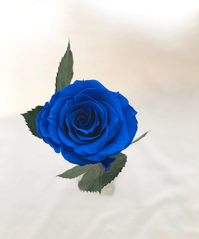 青薔薇 ブリザードフラワー 小物 直径約18cm 青薔薇 ブリザードフラワー 小物 直径約18cm 青い薔薇とミニ薔薇