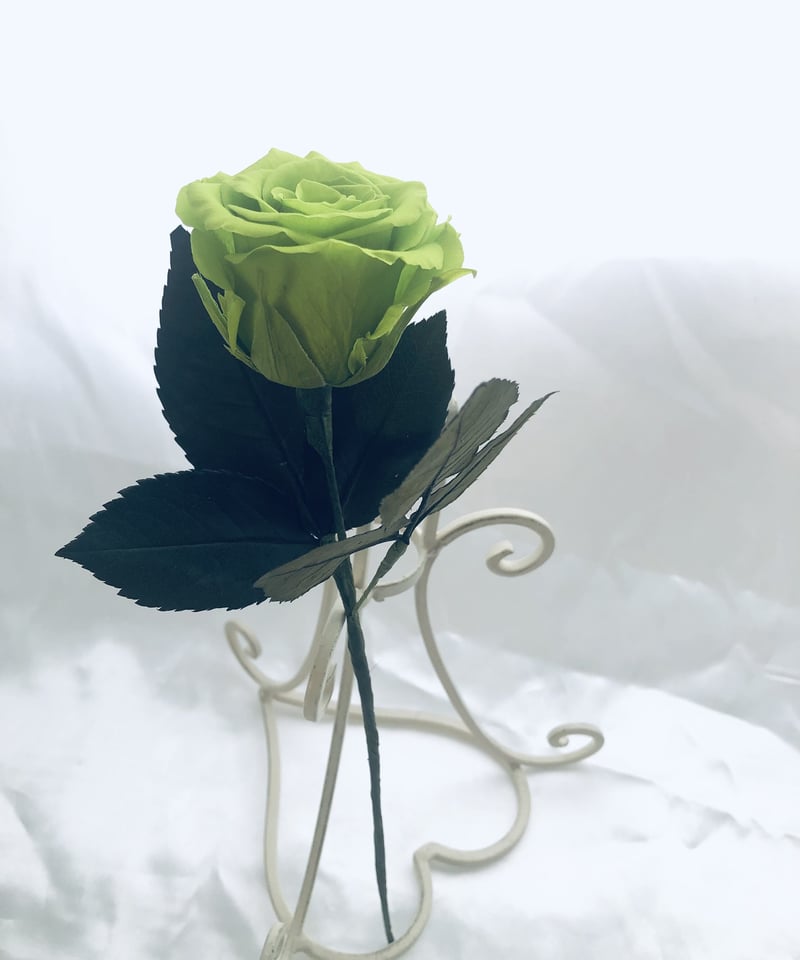 プリザーブドフラワー／緑の薔薇のふんわり一輪ラッピング】 | 世都華