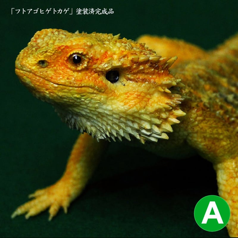 フトアゴヒゲトカゲ 完成品-A | Roswell Japan