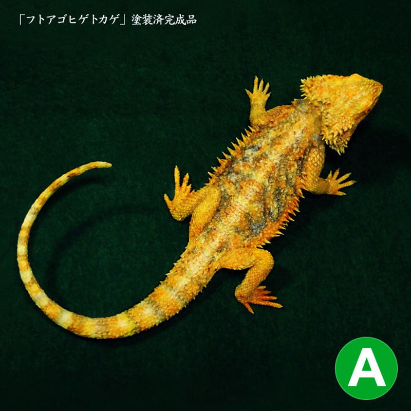 フトアゴヒゲトカゲ 完成品-A | Roswell Japan