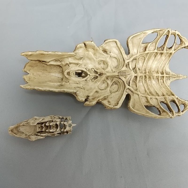 Queen Skull 完成品【訳あり】 | Roswell Japan