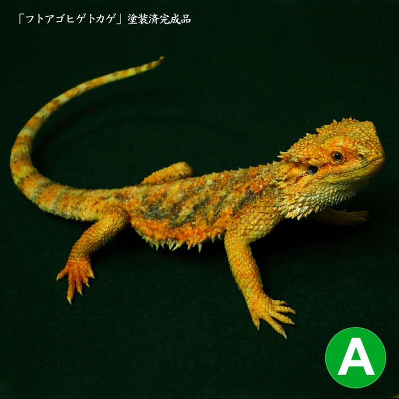 フトアゴヒゲトカゲ 完成品-A | Roswell Japan