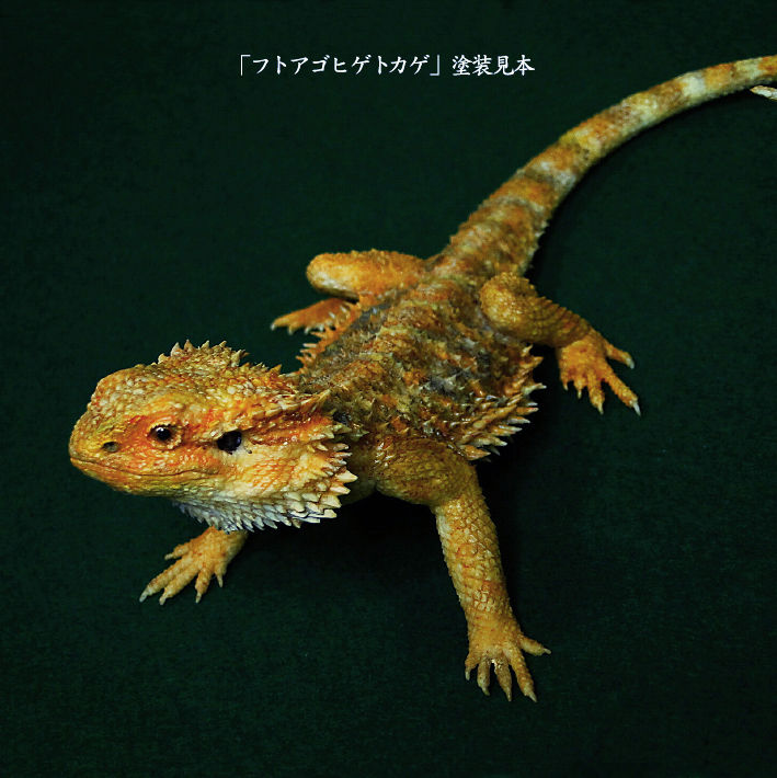 フトアゴヒゲトカゲキット【入荷中】 | Roswell Japan