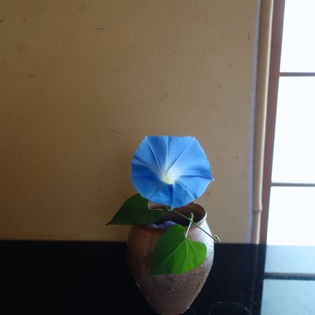 Q Tani 十三壷