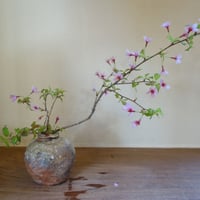Q Tani 蹲