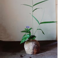 Q Tani 蹲