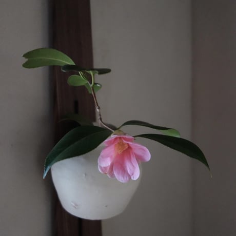 Q Tani 　蹲　信楽