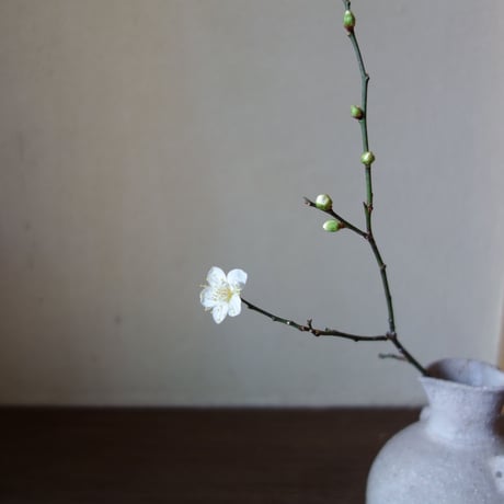 Q Tani 　信楽とくりor 花入れ