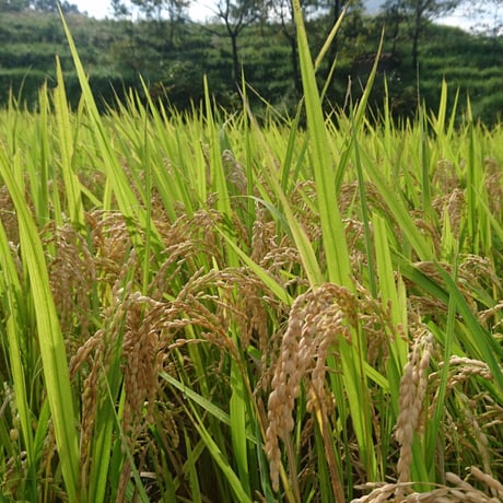 イセヒカリ種籾 3kg  令和7年産  (2026年播種用) 環境保全型農業実施田
