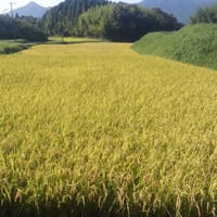 大分県産   イセヒカリ    玄米　 25kg　（令和7年産）