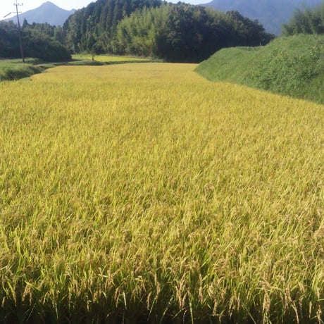 大分県産   イセヒカリ    玄米　 25kg　（令和7年産）
