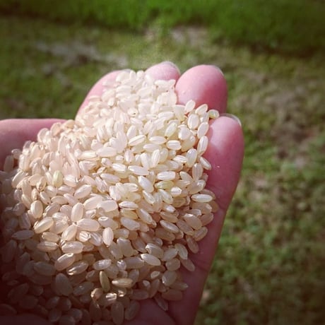 大分県産   イセヒカリ    玄米　 25kg　（令和7年産）