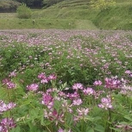 大分県産   イセヒカリ    玄米　 25kg　（令和7年産）