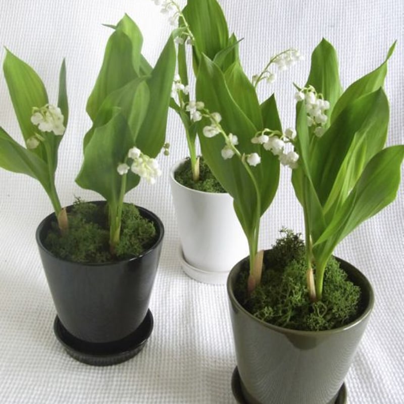 スズラン すずらん 鉢のすべて 鉢植えで鈴蘭を育てたい！花を咲かせる