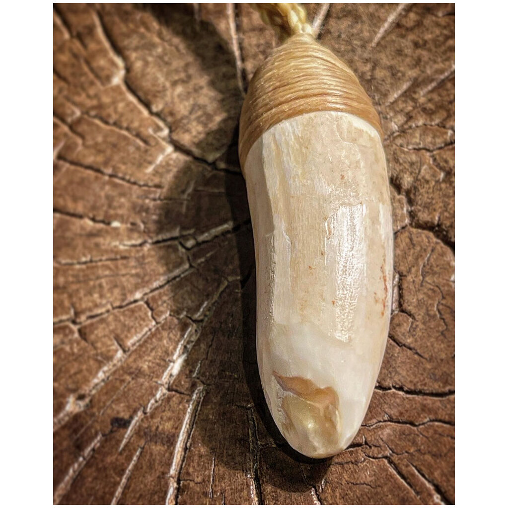 鯨歯2点 鯨歯？ 鯨の歯 鯨歯2点 鯨歯2点 Dentaport ZX OTR | MORITA