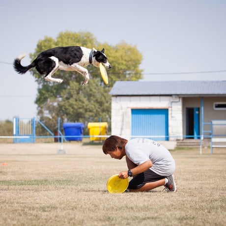 モメンタム【8.2kg】ドッグスポーツを行う犬のためのフード  - Dr.Tim's -
