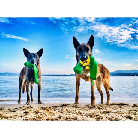 パルスート【3.5kg 】  ”運動を行う犬のためのフード”  - Dr.Tim's -