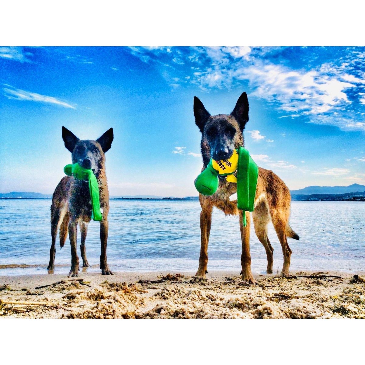 ドッグフード TEAM8 パルスート【5.5kg 】 ”運動を行う犬のためのフード” - Dr.Tim's