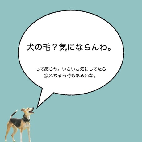カーマグネット ”Dog hair, don't care”【送料無料】