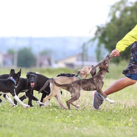 ドッグスポーツスターターキット『犬遊び初めの一歩』