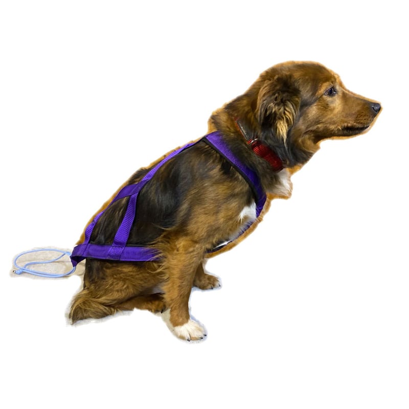 小動物ハーネスオーダー受け付け 小動物ハーネスオーダー受け付け 犬用ハーネスオーダーメイド