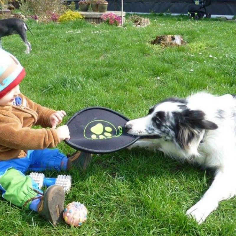 ドッグスポーツスターターキット『犬遊び初めの一歩』 | ドグタウン