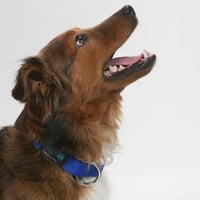 ドグタウンオリジナルオーリング首輪 　【小型ー中型犬用】