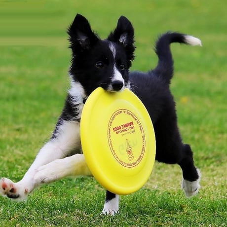 ドッグスポーツスターターキット『犬遊び初めの一歩』