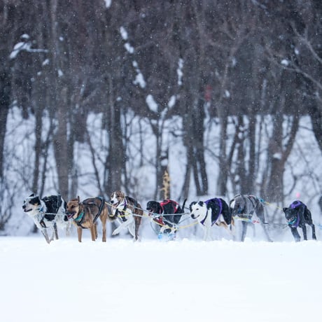 Non-stop dogwear社製　ハーネス