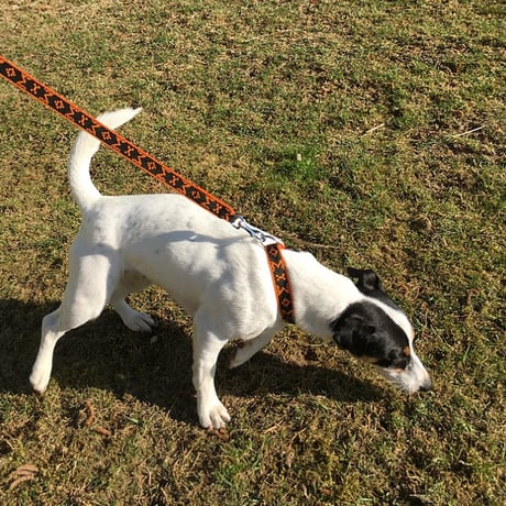 MANMAT社製パピー首輪 　【小型ー中型犬用】