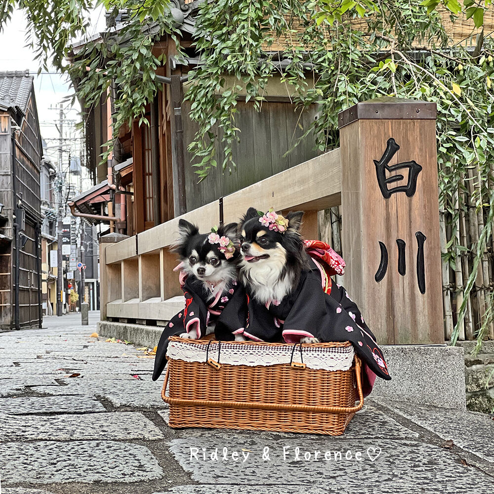 sycamore藤のバスケット sycamore藤のバスケット Amazon｜NJNEW 籐の