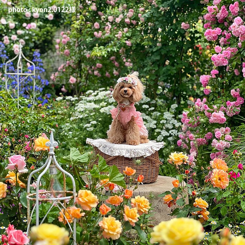 品番800-Lサイズ 内布付き ハンドル付き かごバスケット 【かごのお店