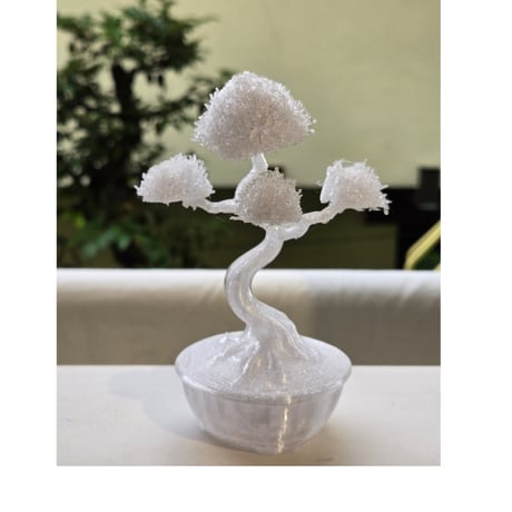 bonsai | STORES