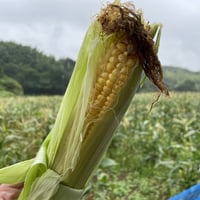 とうもろこし