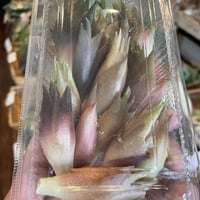 みょうが