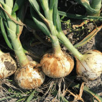 新たまねぎ
