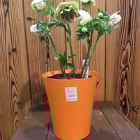 八重咲きクリスマスローズ ピンクスポット5号 | mulberry