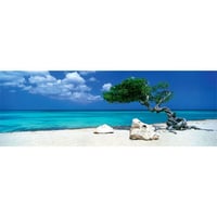 Divi Divi Tree : Ed. Humboldt - 29399