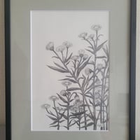 鉛筆画 原画 ハルジオン No.2