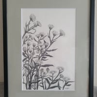 鉛筆画 原画 ハルジオン No.1