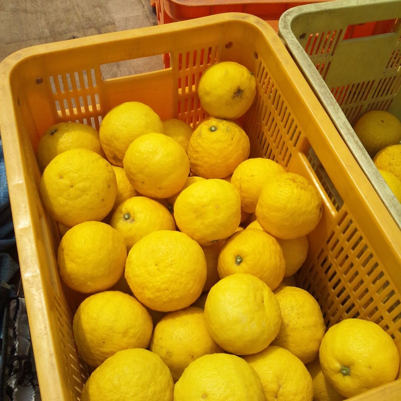 柑橘系の香りが最高！ でーーーっかい　ハーブボール 9個 タイ直輸入 お試し価格 柑橘系の香りが最高！ でーーーっかい ハーブボール 9個 タイ直